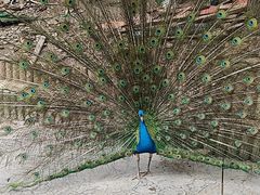 -栾川竹海野生动物园