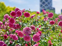 -大望京公园