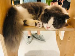 -飞行喵MR PILOT|猫舍·猫咖(静安大融城店)