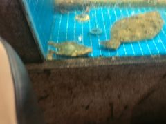 -码头鲜精致威海菜(欧乐坊店)