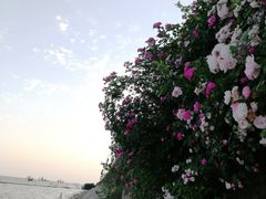 -尚贤河湿地