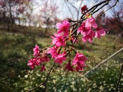 -天适樱花悠乐园