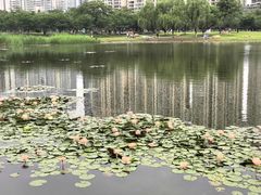 -西北湖绿化广场