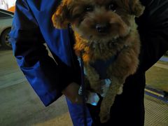 -派特宠物医院(圆融广场店)