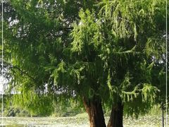 -南宁良凤江国家森林公园