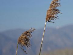 -野鸭湖国家湿地公园
