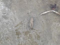 -万尾金滩