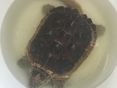 -松声马术俱乐部