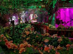 -正佳雨林生态植物园