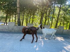 -白草畔自然风景区