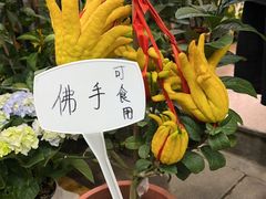 -溪岸路花鸟市场