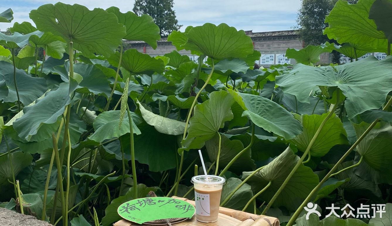 宁波｜总该为了这片荷花池来喝一杯荷塘咖啡吧