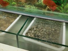 -福缘烤肉王自助(爱琴海-原比尔森店)