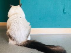 -飞行喵MR PILOT|猫舍·猫咖(静安大融城店)