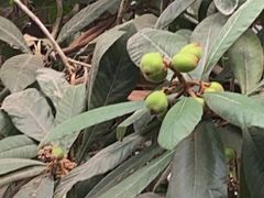 -第五季龙水凤港生态露营农场