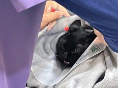 -萌兽医馆·犬猫专科·眼科中心·宠物医院(朝阳门分院)