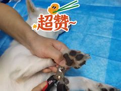 -咕噜咕噜宠物医院·CT·肿瘤科·骨科(前海院)