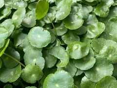 -兰溪小馆(东直门簋街店)