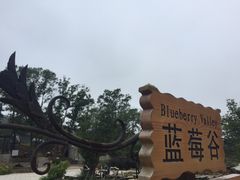 -金石滩蓝莓谷庄园