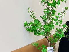 -Reset Coffee 与海咖啡