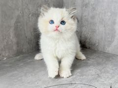 -小猫来了·猫舍(红山六九七九店)