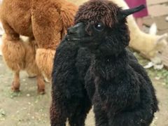 -黄龙溪欢乐田园