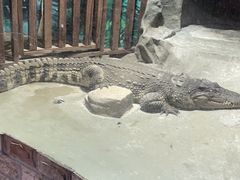 -上海大自然野生昆虫馆(东方明珠·爬宠昆虫探索中心)