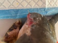 -芭比堂宠物医院·全科爱猫医院·仁德分院