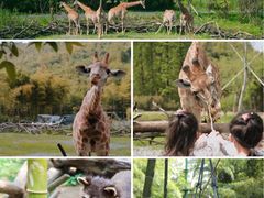 -杭州开元森泊度假乐园