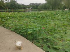 -太阳宫公园