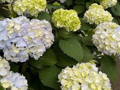 -龙大花卉苗木市场