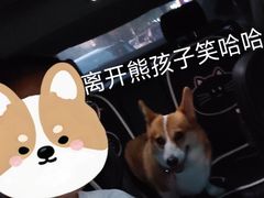 -爪吧宠物乐园·宠物泳池(温榆河示范区店)