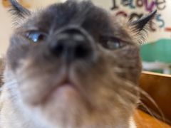 -藏猫猫咖啡主题馆(中央大道店)