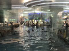 -帝企鹅自助餐厅•儿童岛•真企鹅(长隆企鹅酒店)