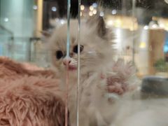 -藏猫猫咖啡主题馆(中央大道店)