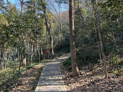 -上海佘山国家森林公园天马山园