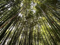 -泰山风景名胜区-普照寺