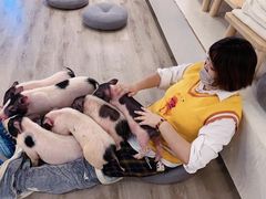 -浣熊柯尔鸭土拨鼠·电玩咖