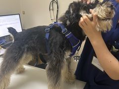 -爱妮康宠物医院·干细胞免疫细胞·肿瘤·心脏(张江店)