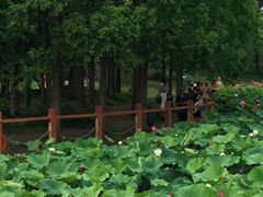 -黄兴公园
