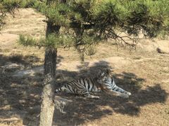 -西霞口神雕山野生动物世界