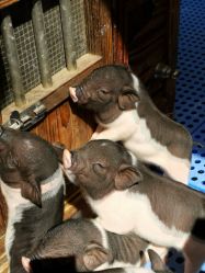 -萌宠亲子动物乐园(槐房万达店)