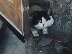 -猫爷的腔调·黔小馆(交大医学住宅区店)