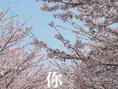 -高东镇樱花园