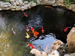 -鲤院·新中式美学·庭院餐厅(夫子庙店)