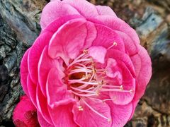 -昆山城市生态森林公园