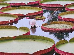 -国家植物园南园