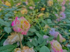 -人民公园(罗湖区)