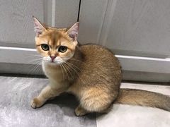 -猫小院猫主题餐厅(三里屯店)