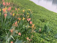 -大小河街